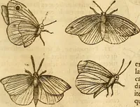 An illustration from Insectorum sive minimorum animalium theatrum: olim ab Edoardo Wottono, Conrado Gesnero, Thomaque Pennio inchoatum: tandem Tho. Movfeti Londinâtis operâ sumptibusq; maximis concinnatum, auctum, perfectum: et ad vivum expressis iconibus suprà quingentis illustratum (1634)