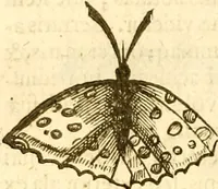 An illustration from Insectorum sive minimorum animalium theatrum: olim ab Edoardo Wottono, Conrado Gesnero, Thomaque Pennio inchoatum: tandem Tho. Movfeti Londinâtis operâ sumptibusq; maximis concinnatum, auctum, perfectum: et ad vivum expressis iconibus suprà quingentis illustratum (1634)