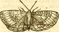 Picture 74 of 184 from Insectorum sive minimorum animalium theatrum: olim ab Edoardo Wottono, Conrado Gesnero, Thomaque Pennio inchoatum: tandem Tho. Movfeti Londinâtis operâ sumptibusq; maximis concinnatum, auctum, perfectum: et ad vivum expressis iconibus suprà quingentis illustratum (1634), leaf 133