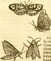 An illustration from Insectorum sive minimorum animalium theatrum: olim ab Edoardo Wottono, Conrado Gesnero, Thomaque Pennio inchoatum: tandem Tho. Movfeti Londinâtis operâ sumptibusq; maximis concinnatum, auctum, perfectum: et ad vivum expressis iconibus suprà quingentis illustratum (1634)