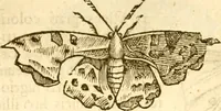 Picture 76 of 184 from Insectorum sive minimorum animalium theatrum: olim ab Edoardo Wottono, Conrado Gesnero, Thomaque Pennio inchoatum: tandem Tho. Movfeti Londinâtis operâ sumptibusq; maximis concinnatum, auctum, perfectum: et ad vivum expressis iconibus suprà quingentis illustratum (1634), leaf 133