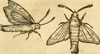 An illustration from Insectorum sive minimorum animalium theatrum: olim ab Edoardo Wottono, Conrado Gesnero, Thomaque Pennio inchoatum: tandem Tho. Movfeti Londinâtis operâ sumptibusq; maximis concinnatum, auctum, perfectum: et ad vivum expressis iconibus suprà quingentis illustratum (1634)