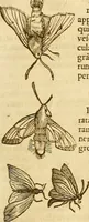 Picture 78 of 184 from Insectorum sive minimorum animalium theatrum: olim ab Edoardo Wottono, Conrado Gesnero, Thomaque Pennio inchoatum: tandem Tho. Movfeti Londinâtis operâ sumptibusq; maximis concinnatum, auctum, perfectum: et ad vivum expressis iconibus suprà quingentis illustratum (1634), leaf 134