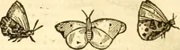 An illustration from Insectorum sive minimorum animalium theatrum: olim ab Edoardo Wottono, Conrado Gesnero, Thomaque Pennio inchoatum: tandem Tho. Movfeti Londinâtis operâ sumptibusq; maximis concinnatum, auctum, perfectum: et ad vivum expressis iconibus suprà quingentis illustratum (1634)