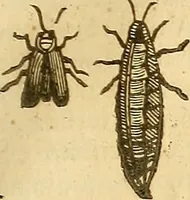 An illustration from Insectorum sive minimorum animalium theatrum: olim ab Edoardo Wottono, Conrado Gesnero, Thomaque Pennio inchoatum: tandem Tho. Movfeti Londinâtis operâ sumptibusq; maximis concinnatum, auctum, perfectum: et ad vivum expressis iconibus suprà quingentis illustratum (1634)