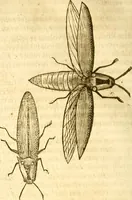 An illustration from Insectorum sive minimorum animalium theatrum: olim ab Edoardo Wottono, Conrado Gesnero, Thomaque Pennio inchoatum: tandem Tho. Movfeti Londinâtis operâ sumptibusq; maximis concinnatum, auctum, perfectum: et ad vivum expressis iconibus suprà quingentis illustratum (1634)