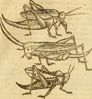 An illustration from Insectorum sive minimorum animalium theatrum: olim ab Edoardo Wottono, Conrado Gesnero, Thomaque Pennio inchoatum: tandem Tho. Movfeti Londinâtis operâ sumptibusq; maximis concinnatum, auctum, perfectum: et ad vivum expressis iconibus suprà quingentis illustratum (1634)