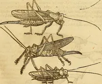 An illustration from Insectorum sive minimorum animalium theatrum: olim ab Edoardo Wottono, Conrado Gesnero, Thomaque Pennio inchoatum: tandem Tho. Movfeti Londinâtis operâ sumptibusq; maximis concinnatum, auctum, perfectum: et ad vivum expressis iconibus suprà quingentis illustratum (1634)