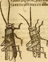 Picture 84 of 184 from Insectorum sive minimorum animalium theatrum: olim ab Edoardo Wottono, Conrado Gesnero, Thomaque Pennio inchoatum: tandem Tho. Movfeti Londinâtis operâ sumptibusq; maximis concinnatum, auctum, perfectum: et ad vivum expressis iconibus suprà quingentis illustratum (1634), leaf 146