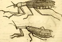 An illustration from Insectorum sive minimorum animalium theatrum: olim ab Edoardo Wottono, Conrado Gesnero, Thomaque Pennio inchoatum: tandem Tho. Movfeti Londinâtis operâ sumptibusq; maximis concinnatum, auctum, perfectum: et ad vivum expressis iconibus suprà quingentis illustratum (1634)