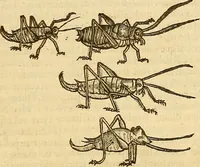 Picture 87 of 184 from Insectorum sive minimorum animalium theatrum: olim ab Edoardo Wottono, Conrado Gesnero, Thomaque Pennio inchoatum: tandem Tho. Movfeti Londinâtis operâ sumptibusq; maximis concinnatum, auctum, perfectum: et ad vivum expressis iconibus suprà quingentis illustratum (1634), leaf 150
