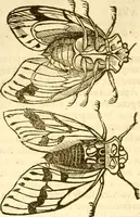 Picture 88 of 184 from Insectorum sive minimorum animalium theatrum: olim ab Edoardo Wottono, Conrado Gesnero, Thomaque Pennio inchoatum: tandem Tho. Movfeti Londinâtis operâ sumptibusq; maximis concinnatum, auctum, perfectum: et ad vivum expressis iconibus suprà quingentis illustratum (1634), leaf 157