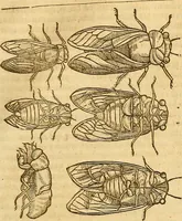 Picture 89 of 184 from Insectorum sive minimorum animalium theatrum: olim ab Edoardo Wottono, Conrado Gesnero, Thomaque Pennio inchoatum: tandem Tho. Movfeti Londinâtis operâ sumptibusq; maximis concinnatum, auctum, perfectum: et ad vivum expressis iconibus suprà quingentis illustratum (1634), leaf 158