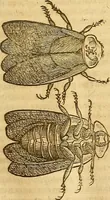 An illustration from Insectorum sive minimorum animalium theatrum: olim ab Edoardo Wottono, Conrado Gesnero, Thomaque Pennio inchoatum: tandem Tho. Movfeti Londinâtis operâ sumptibusq; maximis concinnatum, auctum, perfectum: et ad vivum expressis iconibus suprà quingentis illustratum (1634)