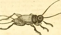 An illustration from Insectorum sive minimorum animalium theatrum: olim ab Edoardo Wottono, Conrado Gesnero, Thomaque Pennio inchoatum: tandem Tho. Movfeti Londinâtis operâ sumptibusq; maximis concinnatum, auctum, perfectum: et ad vivum expressis iconibus suprà quingentis illustratum (1634)