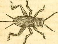 Picture 92 of 184 from Insectorum sive minimorum animalium theatrum: olim ab Edoardo Wottono, Conrado Gesnero, Thomaque Pennio inchoatum: tandem Tho. Movfeti Londinâtis operâ sumptibusq; maximis concinnatum, auctum, perfectum: et ad vivum expressis iconibus suprà quingentis illustratum (1634), leaf 163