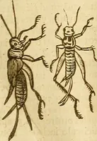 Picture 93 of 184 from Insectorum sive minimorum animalium theatrum: olim ab Edoardo Wottono, Conrado Gesnero, Thomaque Pennio inchoatum: tandem Tho. Movfeti Londinâtis operâ sumptibusq; maximis concinnatum, auctum, perfectum: et ad vivum expressis iconibus suprà quingentis illustratum (1634), leaf 164