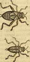 Picture 94 of 184 from Insectorum sive minimorum animalium theatrum: olim ab Edoardo Wottono, Conrado Gesnero, Thomaque Pennio inchoatum: tandem Tho. Movfeti Londinâtis operâ sumptibusq; maximis concinnatum, auctum, perfectum: et ad vivum expressis iconibus suprà quingentis illustratum (1634), leaf 166