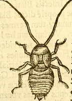 An illustration from Insectorum sive minimorum animalium theatrum: olim ab Edoardo Wottono, Conrado Gesnero, Thomaque Pennio inchoatum: tandem Tho. Movfeti Londinâtis operâ sumptibusq; maximis concinnatum, auctum, perfectum: et ad vivum expressis iconibus suprà quingentis illustratum (1634)