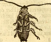 An illustration from Insectorum sive minimorum animalium theatrum: olim ab Edoardo Wottono, Conrado Gesnero, Thomaque Pennio inchoatum: tandem Tho. Movfeti Londinâtis operâ sumptibusq; maximis concinnatum, auctum, perfectum: et ad vivum expressis iconibus suprà quingentis illustratum (1634)