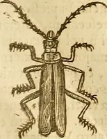 An illustration from Insectorum sive minimorum animalium theatrum: olim ab Edoardo Wottono, Conrado Gesnero, Thomaque Pennio inchoatum: tandem Tho. Movfeti Londinâtis operâ sumptibusq; maximis concinnatum, auctum, perfectum: et ad vivum expressis iconibus suprà quingentis illustratum (1634)