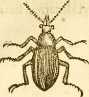 Picture 99 of 184 from Insectorum sive minimorum animalium theatrum: olim ab Edoardo Wottono, Conrado Gesnero, Thomaque Pennio inchoatum: tandem Tho. Movfeti Londinâtis operâ sumptibusq; maximis concinnatum, auctum, perfectum: et ad vivum expressis iconibus suprà quingentis illustratum (1634), leaf 171