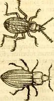 Picture 100 of 184 from Insectorum sive minimorum animalium theatrum: olim ab Edoardo Wottono, Conrado Gesnero, Thomaque Pennio inchoatum: tandem Tho. Movfeti Londinâtis operâ sumptibusq; maximis concinnatum, auctum, perfectum: et ad vivum expressis iconibus suprà quingentis illustratum (1634), leaf 171