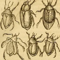 An illustration from Insectorum sive minimorum animalium theatrum: olim ab Edoardo Wottono, Conrado Gesnero, Thomaque Pennio inchoatum: tandem Tho. Movfeti Londinâtis operâ sumptibusq; maximis concinnatum, auctum, perfectum: et ad vivum expressis iconibus suprà quingentis illustratum (1634)