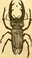 An illustration from Insectorum sive minimorum animalium theatrum: olim ab Edoardo Wottono, Conrado Gesnero, Thomaque Pennio inchoatum: tandem Tho. Movfeti Londinâtis operâ sumptibusq; maximis concinnatum, auctum, perfectum: et ad vivum expressis iconibus suprà quingentis illustratum (1634)