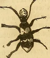 An illustration from Insectorum sive minimorum animalium theatrum: olim ab Edoardo Wottono, Conrado Gesnero, Thomaque Pennio inchoatum: tandem Tho. Movfeti Londinâtis operâ sumptibusq; maximis concinnatum, auctum, perfectum: et ad vivum expressis iconibus suprà quingentis illustratum (1634)