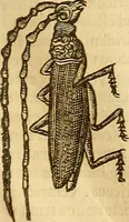 Picture 104 of 184 from Insectorum sive minimorum animalium theatrum: olim ab Edoardo Wottono, Conrado Gesnero, Thomaque Pennio inchoatum: tandem Tho. Movfeti Londinâtis operâ sumptibusq; maximis concinnatum, auctum, perfectum: et ad vivum expressis iconibus suprà quingentis illustratum (1634), leaf 178