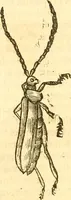 An illustration from Insectorum sive minimorum animalium theatrum: olim ab Edoardo Wottono, Conrado Gesnero, Thomaque Pennio inchoatum: tandem Tho. Movfeti Londinâtis operâ sumptibusq; maximis concinnatum, auctum, perfectum: et ad vivum expressis iconibus suprà quingentis illustratum (1634)