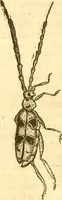 An illustration from Insectorum sive minimorum animalium theatrum: olim ab Edoardo Wottono, Conrado Gesnero, Thomaque Pennio inchoatum: tandem Tho. Movfeti Londinâtis operâ sumptibusq; maximis concinnatum, auctum, perfectum: et ad vivum expressis iconibus suprà quingentis illustratum (1634)
