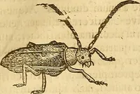 An illustration from Insectorum sive minimorum animalium theatrum: olim ab Edoardo Wottono, Conrado Gesnero, Thomaque Pennio inchoatum: tandem Tho. Movfeti Londinâtis operâ sumptibusq; maximis concinnatum, auctum, perfectum: et ad vivum expressis iconibus suprà quingentis illustratum (1634)