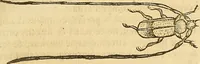 An illustration from Insectorum sive minimorum animalium theatrum: olim ab Edoardo Wottono, Conrado Gesnero, Thomaque Pennio inchoatum: tandem Tho. Movfeti Londinâtis operâ sumptibusq; maximis concinnatum, auctum, perfectum: et ad vivum expressis iconibus suprà quingentis illustratum (1634)