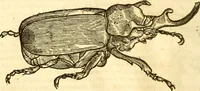Picture 110 of 184 from Insectorum sive minimorum animalium theatrum: olim ab Edoardo Wottono, Conrado Gesnero, Thomaque Pennio inchoatum: tandem Tho. Movfeti Londinâtis operâ sumptibusq; maximis concinnatum, auctum, perfectum: et ad vivum expressis iconibus suprà quingentis illustratum (1634), leaf 181