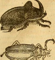 An illustration from Insectorum sive minimorum animalium theatrum: olim ab Edoardo Wottono, Conrado Gesnero, Thomaque Pennio inchoatum: tandem Tho. Movfeti Londinâtis operâ sumptibusq; maximis concinnatum, auctum, perfectum: et ad vivum expressis iconibus suprà quingentis illustratum (1634)