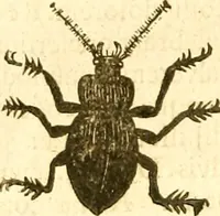 Picture 112 of 184 from Insectorum sive minimorum animalium theatrum: olim ab Edoardo Wottono, Conrado Gesnero, Thomaque Pennio inchoatum: tandem Tho. Movfeti Londinâtis operâ sumptibusq; maximis concinnatum, auctum, perfectum: et ad vivum expressis iconibus suprà quingentis illustratum (1634), leaf 187