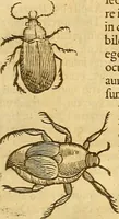 An illustration from Insectorum sive minimorum animalium theatrum: olim ab Edoardo Wottono, Conrado Gesnero, Thomaque Pennio inchoatum: tandem Tho. Movfeti Londinâtis operâ sumptibusq; maximis concinnatum, auctum, perfectum: et ad vivum expressis iconibus suprà quingentis illustratum (1634)