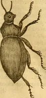 Picture 114 of 184 from Insectorum sive minimorum animalium theatrum: olim ab Edoardo Wottono, Conrado Gesnero, Thomaque Pennio inchoatum: tandem Tho. Movfeti Londinâtis operâ sumptibusq; maximis concinnatum, auctum, perfectum: et ad vivum expressis iconibus suprà quingentis illustratum (1634), leaf 188