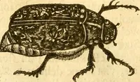 Picture 115 of 184 from Insectorum sive minimorum animalium theatrum: olim ab Edoardo Wottono, Conrado Gesnero, Thomaque Pennio inchoatum: tandem Tho. Movfeti Londinâtis operâ sumptibusq; maximis concinnatum, auctum, perfectum: et ad vivum expressis iconibus suprà quingentis illustratum (1634), leaf 189
