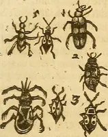An illustration from Insectorum sive minimorum animalium theatrum: olim ab Edoardo Wottono, Conrado Gesnero, Thomaque Pennio inchoatum: tandem Tho. Movfeti Londinâtis operâ sumptibusq; maximis concinnatum, auctum, perfectum: et ad vivum expressis iconibus suprà quingentis illustratum (1634)