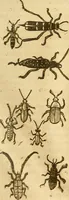 An illustration from Insectorum sive minimorum animalium theatrum: olim ab Edoardo Wottono, Conrado Gesnero, Thomaque Pennio inchoatum: tandem Tho. Movfeti Londinâtis operâ sumptibusq; maximis concinnatum, auctum, perfectum: et ad vivum expressis iconibus suprà quingentis illustratum (1634)
