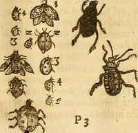 An illustration from Insectorum sive minimorum animalium theatrum: olim ab Edoardo Wottono, Conrado Gesnero, Thomaque Pennio inchoatum: tandem Tho. Movfeti Londinâtis operâ sumptibusq; maximis concinnatum, auctum, perfectum: et ad vivum expressis iconibus suprà quingentis illustratum (1634)