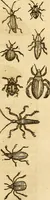 An illustration from Insectorum sive minimorum animalium theatrum: olim ab Edoardo Wottono, Conrado Gesnero, Thomaque Pennio inchoatum: tandem Tho. Movfeti Londinâtis operâ sumptibusq; maximis concinnatum, auctum, perfectum: et ad vivum expressis iconibus suprà quingentis illustratum (1634)
