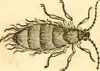 An illustration from Insectorum sive minimorum animalium theatrum: olim ab Edoardo Wottono, Conrado Gesnero, Thomaque Pennio inchoatum: tandem Tho. Movfeti Londinâtis operâ sumptibusq; maximis concinnatum, auctum, perfectum: et ad vivum expressis iconibus suprà quingentis illustratum (1634)