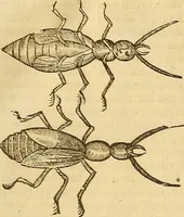 An illustration from Insectorum sive minimorum animalium theatrum: olim ab Edoardo Wottono, Conrado Gesnero, Thomaque Pennio inchoatum: tandem Tho. Movfeti Londinâtis operâ sumptibusq; maximis concinnatum, auctum, perfectum: et ad vivum expressis iconibus suprà quingentis illustratum (1634)