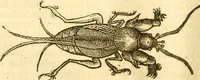 An illustration from Insectorum sive minimorum animalium theatrum: olim ab Edoardo Wottono, Conrado Gesnero, Thomaque Pennio inchoatum: tandem Tho. Movfeti Londinâtis operâ sumptibusq; maximis concinnatum, auctum, perfectum: et ad vivum expressis iconibus suprà quingentis illustratum (1634)
