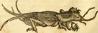 An illustration from Insectorum sive minimorum animalium theatrum: olim ab Edoardo Wottono, Conrado Gesnero, Thomaque Pennio inchoatum: tandem Tho. Movfeti Londinâtis operâ sumptibusq; maximis concinnatum, auctum, perfectum: et ad vivum expressis iconibus suprà quingentis illustratum (1634)