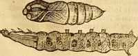 An illustration from Insectorum sive minimorum animalium theatrum: olim ab Edoardo Wottono, Conrado Gesnero, Thomaque Pennio inchoatum: tandem Tho. Movfeti Londinâtis operâ sumptibusq; maximis concinnatum, auctum, perfectum: et ad vivum expressis iconibus suprà quingentis illustratum (1634)